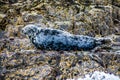 Farne Islands, Northumberland, England Royalty Free Stock Photo