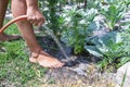 Farner watering cabbage and flower during dry season in Ukraine. Man`s leg and hand with watering hose in garden Royalty Free Stock Photo