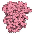 Farnesoid X receptor (ligand binding domain) protein. Target of the drug obeticholic acid. 3D rendering based on protein data bank