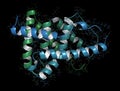 Farnesoid X receptor (ligand binding domain) protein. Target of the drug obeticholic acid. 3D rendering based on protein data bank