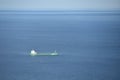 The Faro de la Plata Llighthouse and Cantabrian Sea. Monte Ulia, Pasaia, Gipuzkoa, Basque country, Spain