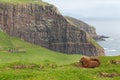 Sheep, Faroe island