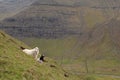 Sheep, Faroe island