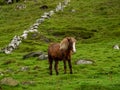 Horse on slope of hills of KirkjubÃÂ¸ur village.nds