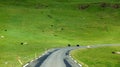 Faroe Islands, sheep crossing the road