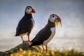 Faroe puffins couple Royalty Free Stock Photo