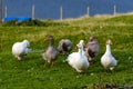 Faroese Geese Royalty Free Stock Photo