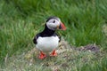 Faroese Puffin Royalty Free Stock Photo