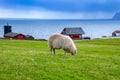 Faroese Sheep Royalty Free Stock Photo