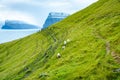 Faroese Sheep Royalty Free Stock Photo