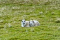 Faroese Sheep Royalty Free Stock Photo
