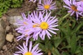 `Farrer`s Aster` flower - Aster Farreri