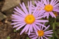 `Farrer`s Aster` flower - Aster Farreri