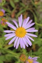 `Farrer`s Aster` flower - Aster Farreri