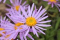 `Farrer`s Aster` flower - Aster Farreri