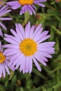 `Farrer`s Aster` flower - Aster Farreri