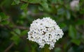 Farrer`s Viburnum farreri cluster of white flowers