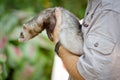 Farret at the zoo, European Polecat