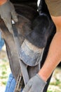 Farrier Royalty Free Stock Photo