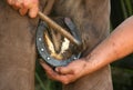 Farrier Royalty Free Stock Photo