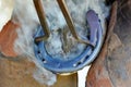 Farrier applying hot shoe to hoof of horse