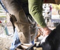 Farrier Clipping Horse Hoof