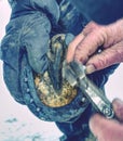 Farrier holding hoof and nailing new horseshoe Royalty Free Stock Photo