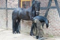 Farrier preparing hoof, Blacksmith at Work, Horseshoer Royalty Free Stock Photo