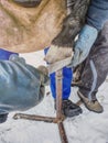 Farrier with nail and hammer on a horses hoof close up Royalty Free Stock Photo