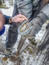 Farrier is nailing up new horseshoe on hoof. Skilled man