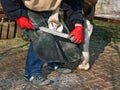 A farrier shoeing a horse, bending down and fitting a new horseshoe