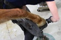 Farrier shoeing a horse Royalty Free Stock Photo