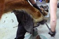 Farrier shoeing a horse