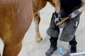 Farrier shoeing a horse Royalty Free Stock Photo