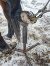 Farrier trimming ceratin from horse hoof. Danger traditional job Royalty Free Stock Photo