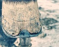 Farrier trimming steel nails and ceratin on horse hoof