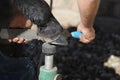 A farrier trims a barefoot horse. Royalty Free Stock Photo
