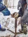 Farrier used cutting pliers for removing horse shoe from legs
