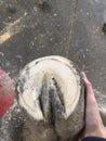 Farrier working on a hoof with badly contracted heels Royalty Free Stock Photo