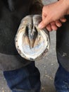 Farrier working on a hoof with badly contracted heels