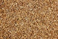 Farro dicocco, or Italian spelt, background Royalty Free Stock Photo