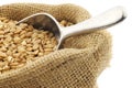 Farro grain in a burlap bag Royalty Free Stock Photo