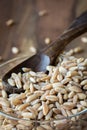 Farro Royalty Free Stock Photo