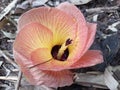 The farthest flower of Hibiscus tiliaceus Royalty Free Stock Photo