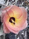 The farthest flower of Hibiscus tiliaceus Royalty Free Stock Photo