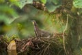 Fasciated Tiger-Heron