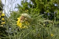 Fasciation or cresting of brassicaceae plant