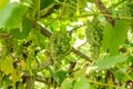 Fascicle green grape growing among the leaves Royalty Free Stock Photo