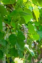 Fascicle green grape growing among the leaves