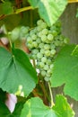 Fascicle green grape among the leaves. Vine branch with racemules of green grape